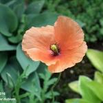 Papaver dubium - Bleke klaproos