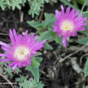 Delosperma sutherlandii