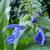 Salvia patens 'Oxford Blue'