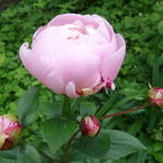 Paeonia lactiflora ‘Sorbet’ - Pioen