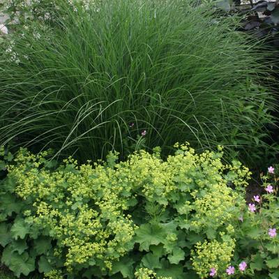 Prachtriet - Miscanthus sinensis 'Yaku Jima'