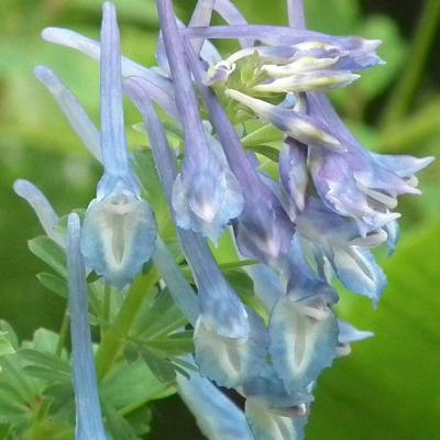 Helmbloem - Corydalis elata