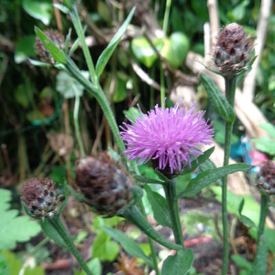 Zwart knoopkruid - Centaurea nigra