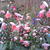Salvia coccinea 'Summer Jewel Pink'
