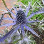 Kruisdistel - Eryngium x zabelii 'Big Blue'
