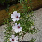 Alyogyne 'Delightfully' - Australische hibiscus, Valse hibiscus