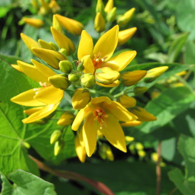 Grote wederik - Lysimachia vulgaris