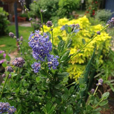 Amerikaanse sering - Ceanothus impressus 'Victoria'