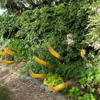 Eremurus 'Pinocchio'