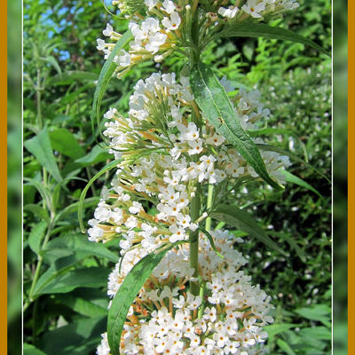 Vlinderstruik - Buddleja davidii 'Marbled White' 