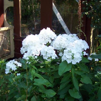 Vlambloem, floks - Phlox maculata 'Omega'