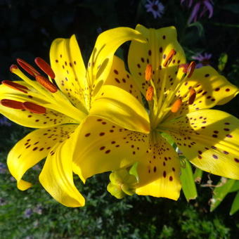 Lilium lancifolium var. flaviflorum