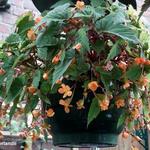 Begonia sutherlandii - Begonia, knolbegonia