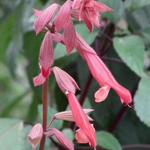 Salvia fulgens - Mexicaanse rode salie -  siersalie