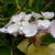 Hydrangea macrophylla 'Lemon Wave'