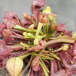 Sarracenia psittacina - Vleesetende moerasplant