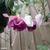 Fuchsia 'BELLA Rosella'