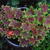 Pelargonium x hortorum 'Vancouver Centennial' (stellar type)