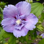 Hibiscus syriacus 'Blue CHIFFON' - Altheastruik