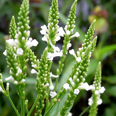 IJzerhard - Verbena hastata 'Alba'