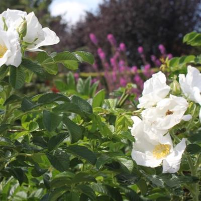 Bottelroos - Rosa rugosa 'Alba'