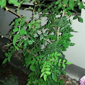 Zanthoxylum simulans