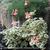 Pelargonium x hortorum 'Leonora Enking'