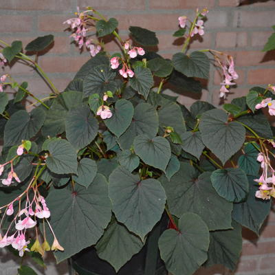 Winterharde begonia, Scheefblad - Begonia grandis subsp. evansiana