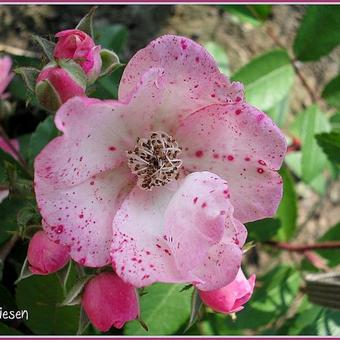 Rosa 'Alden Biesen'