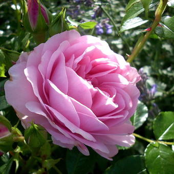 Rosa 'Rosenfee'