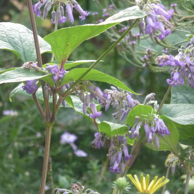 Bosrank - Clematis heracleifolia 'Cote d'Azur'