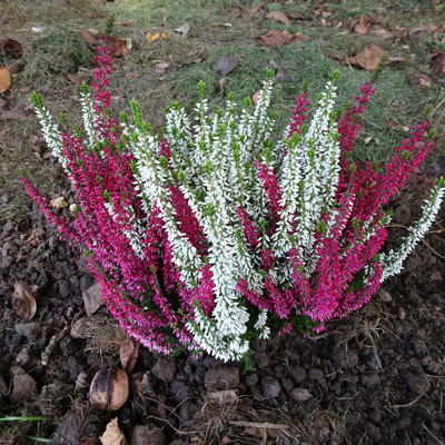 Dopheide / zomerheide / struikheide / bezemheide - Calluna vulgaris