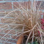 Carex comans 'Bronco' - Zegge