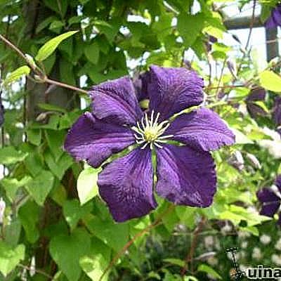Clematis viticella 'Etoile Violette' - Bosrank
