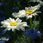 Leucanthemum x superbum 'Snow Lady' - Margriet