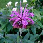 Bergamotplant - Monarda 'Violet Queen'