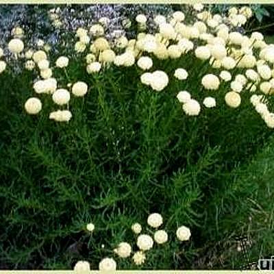Heiligenbloem / cypressenkruid, olijvenkruid - Santolina rosmarinifolia