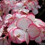 Hydrangea macrophylla 'Love You Kiss - Hortensia