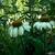 Echinacea purpurea 'Baby Swan White'