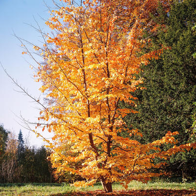 Parrotia persica - Perzisch ijzerhout