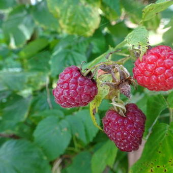 Rubus idaeus 'Himbo top'