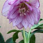 Helleborus x hybridus 'SPRING PROMISE Lily' - Nieskruid