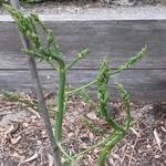 Asparagus officinalis 'Vroege van Argenteuil' - Asperge