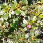 Rhododendron  'Anne Frank' - Azalea, tuinazalea