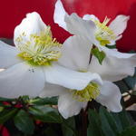 Helleborus x nigercors 'White Beauty' - Nieskruid