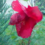 Hibiscus moscheutos 'EXTREME Oak Red' - Althaeastruik