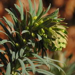 Euphorbia characias subsp. wulfenii 'Shorty' - Wolfsmelk