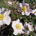 Herfstanemoon - Anemone x hybrida 'Hadspen Abundance'