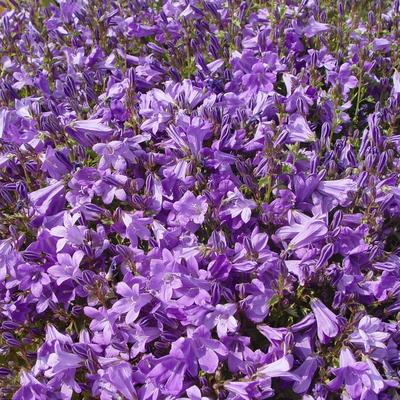 Klokjesbloem - Campanula portenschlagiana 'Resholt Variety'