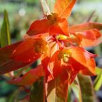 Euphorbia griffithii 'Fireglow' - Wolfsmelk